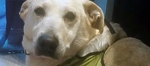 Linka o sercu labradora szuka domu, Labrador retr