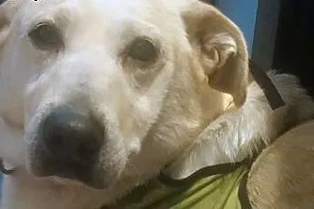 Linka o sercu labradora szuka domu,  Labrador retr