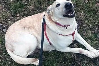 Linka o sercu labradora szuka domu,  Labrador retr