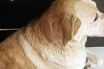 Linka o sercu labradora szuka domu,  Labrador retr