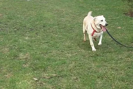 Linka o sercu labradora szuka domu,  Labrador retr