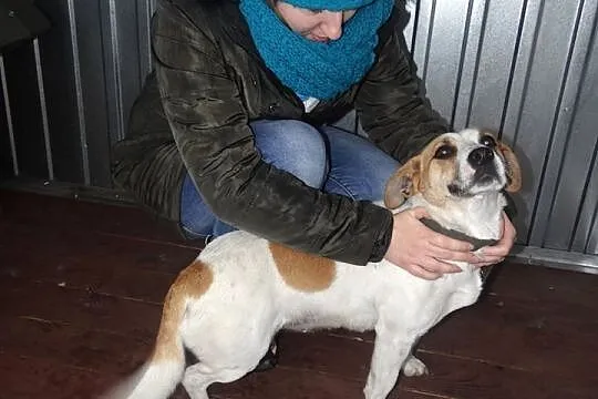 Lady, cudowna bezkonfliktowa sunia szuka domu!