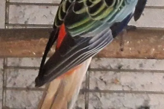 Papuga rozela bialolica, Wodzisław Śląski