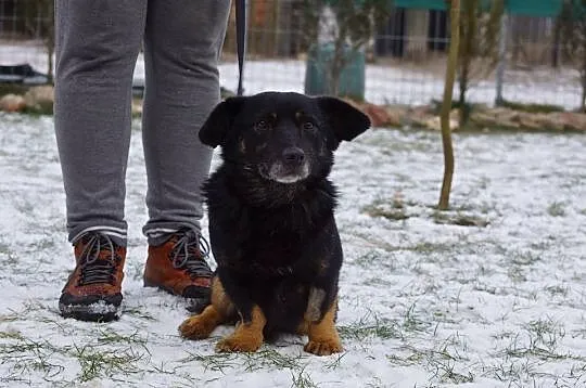 Przepiękny Leonard czeka na wspaniały domek