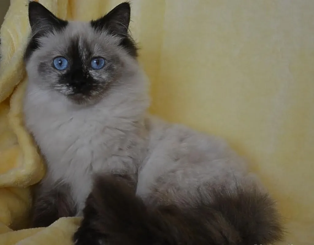 Cudowna Koteczka Ragdoll