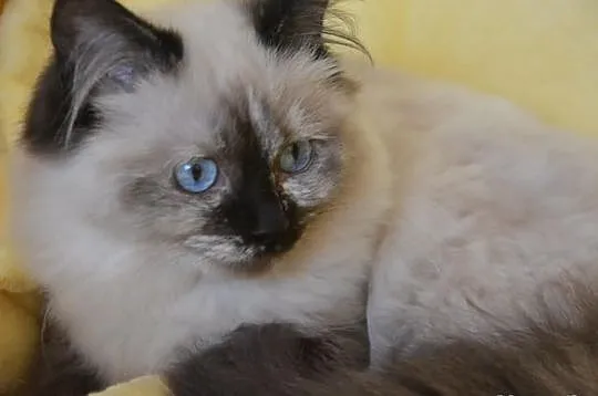 Cudowna Koteczka Ragdoll