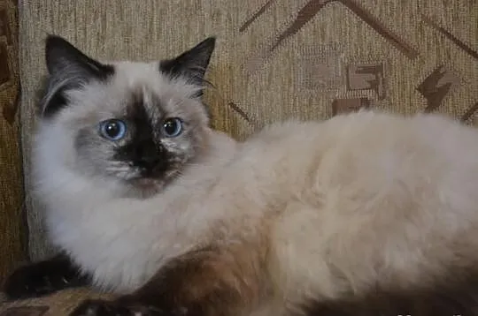 Cudowna Koteczka Ragdoll