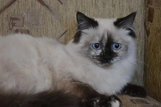 Cudowna Koteczka Ragdoll