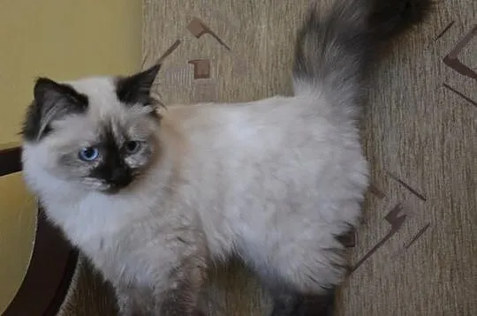 Cudowna Koteczka Ragdoll