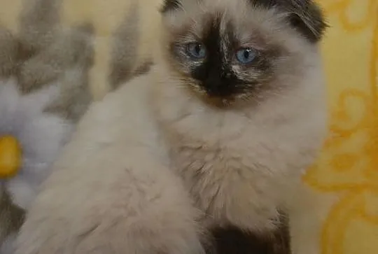 Cudowna Koteczka Ragdoll