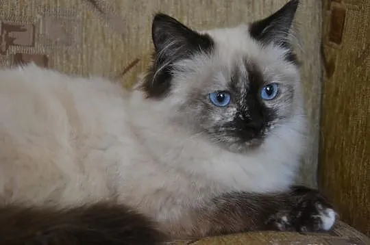 Cudowna Koteczka Ragdoll