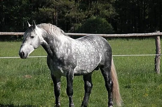 Ar ogier śląski