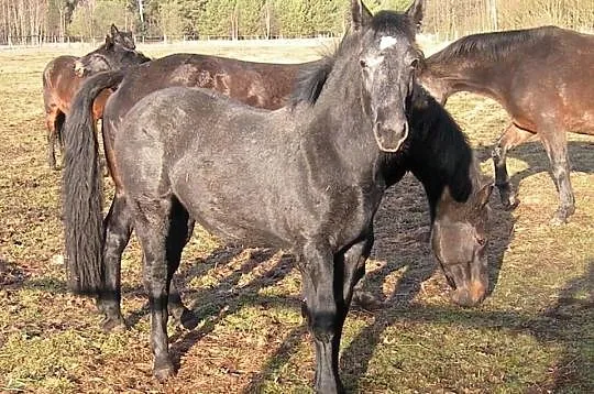 Ar ogier śląski