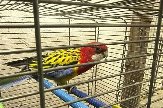 Rozella białolica, Opolskie, Staniszcze Małe