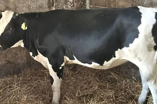 Jałówki 9 miesiecy
