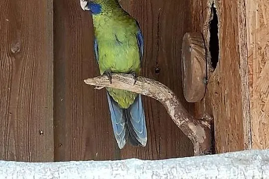 Sprzedam papuga rozella kaledońska, Pomorskie, Ocypel