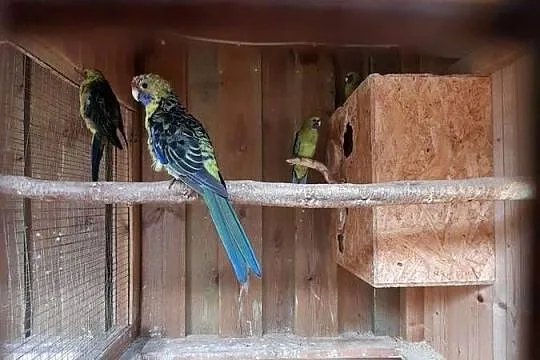 Sprzedam papuga rozella kaledońska, Pomorskie, Ocypel