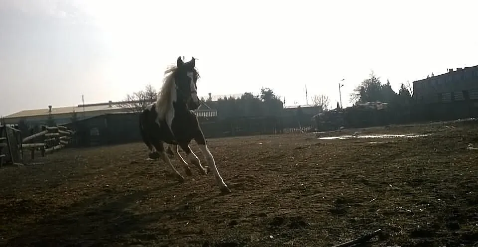 Sprzedam dwie klacze wlkp karo-srokate.