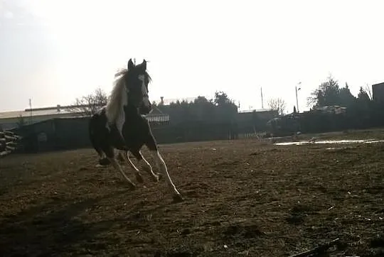 Sprzedam dwie klacze wlkp karo-srokate.