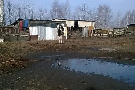 Sprzedam dwie klacze wlkp karo-srokate.