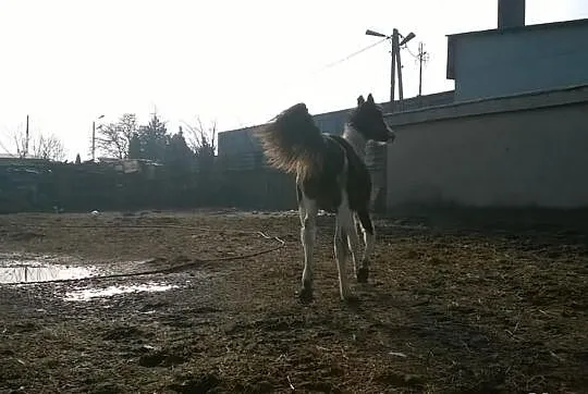 Sprzedam dwie klacze wlkp karo-srokate.