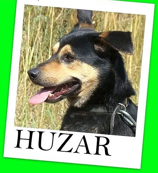 Średni,przyjazny,łagodny,wesoły,czujny piesek HUZA