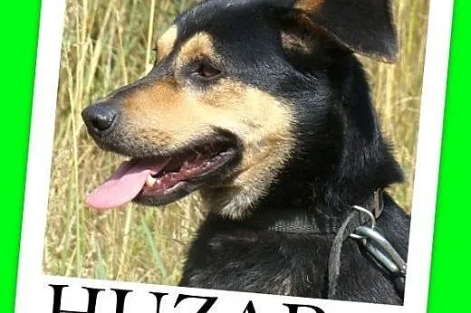 Średni,przyjazny,łagodny,wesoły,czujny piesek HUZA
