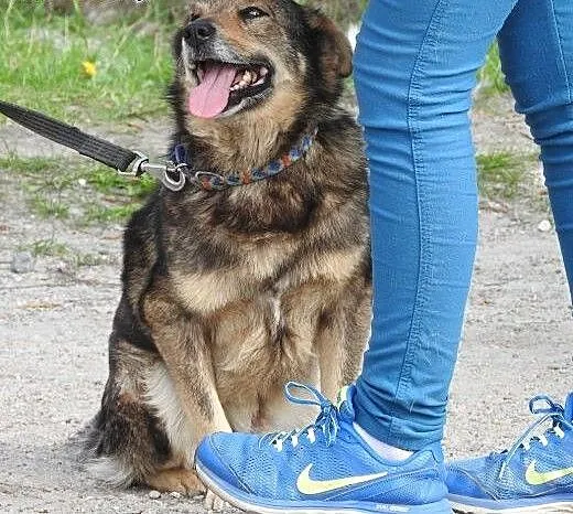 Niko - spokojny, przyjacielski psiak, czy ktoś Go