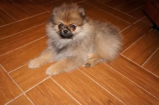 Szpic miniaturiwy pomeranian FCI