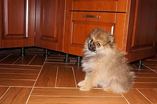 Szpic miniaturiwy pomeranian FCI