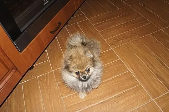 Szpic miniaturiwy pomeranian FCI