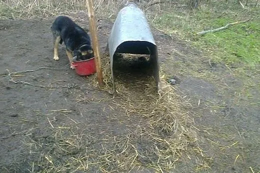 Murzynek sympatyczny psiak chce oddać Ci swoje ser