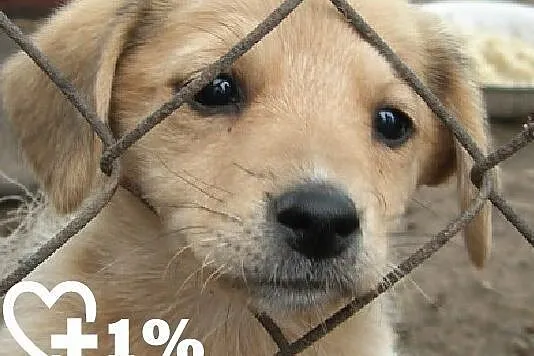1% dla zwierząt - wesprzyj Fundację Jak Pies z Kot, Warszawa