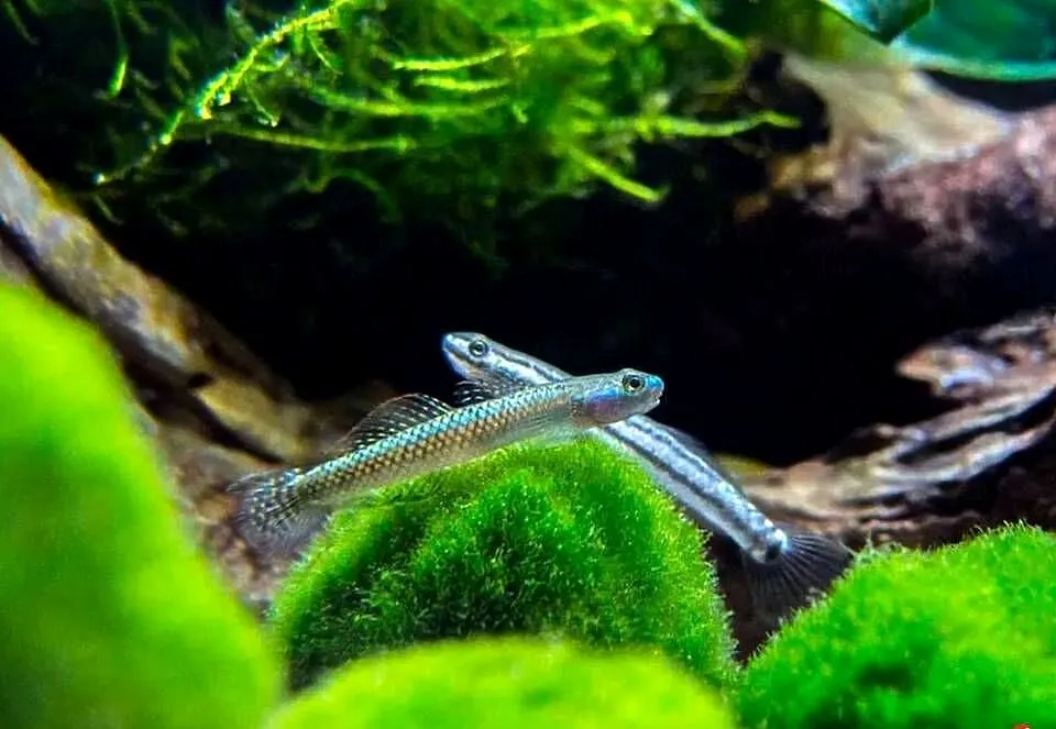 Babka sumatrzańska - Stiphodon atropurpureus - WYSYŁAMY, Pomorskie, Gdańsk