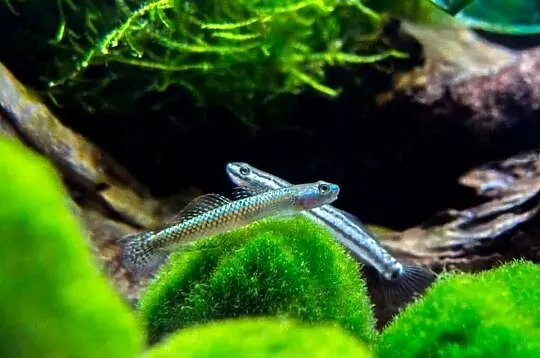 Babka sumatrzańska - Stiphodon atropurpureus - WYSYŁAMY, Pomorskie, Gdańsk