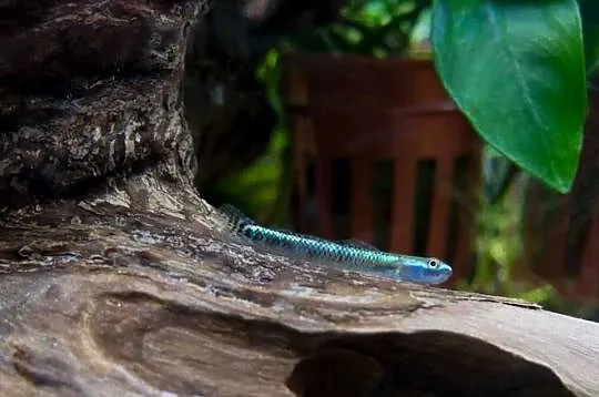 Babka sumatrzańska - Stiphodon atropurpureus - WYSYŁAMY, Pomorskie, Gdańsk