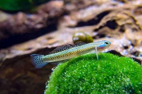 Babka sumatrzańska - Stiphodon atropurpureus - WYSYŁAMY, Pomorskie, Gdańsk