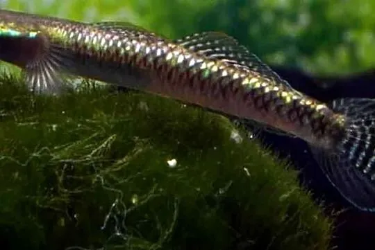 Babka sumatrzańska - Stiphodon atropurpureus - WYSYŁAMY, Pomorskie, Gdańsk