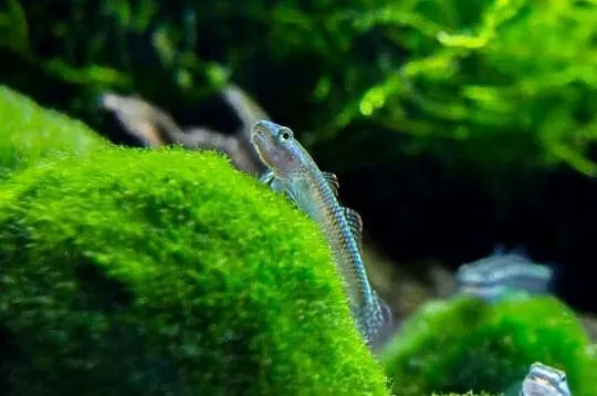 Babka sumatrzańska - Stiphodon atropurpureus - WYSYŁAMY, Pomorskie, Gdańsk