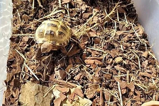 Sprzedam zółwia stepowego, Śląskie, Wodzisław Śląski