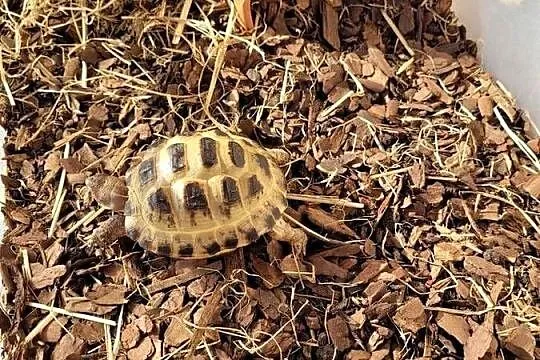 Sprzedam zółwia stepowego, Śląskie, Wodzisław Śląski