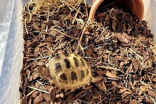 Sprzedam zółwia stepowego, Śląskie, Wodzisław Śląski