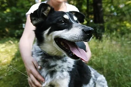 Piękny, kochany, towarzyski Lopez.