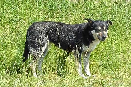 Przyjazna, niekonfliktowa Zuza szuka domu!