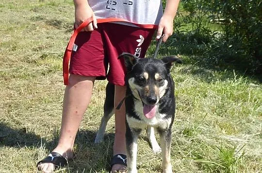 Przyjazna, niekonfliktowa Zuza szuka domu!