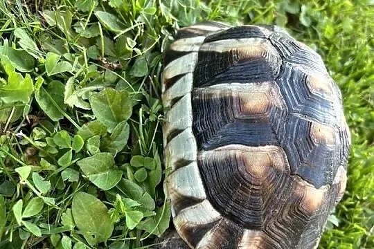 Żółw Grecki, Opolskie, Kędzierzyn-Koźle