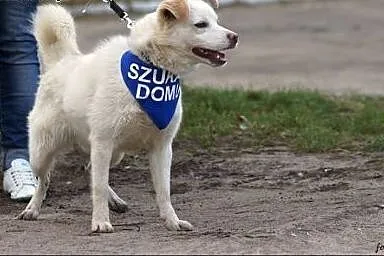 Śnieżka-śnieżnobiała sunia za kratami przytuliska,