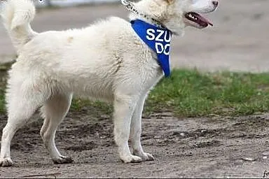 Śnieżka-śnieżnobiała sunia za kratami przytuliska,