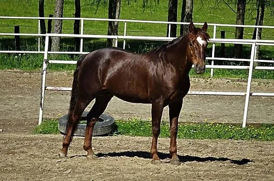 Stanówka AQH APH stanówka