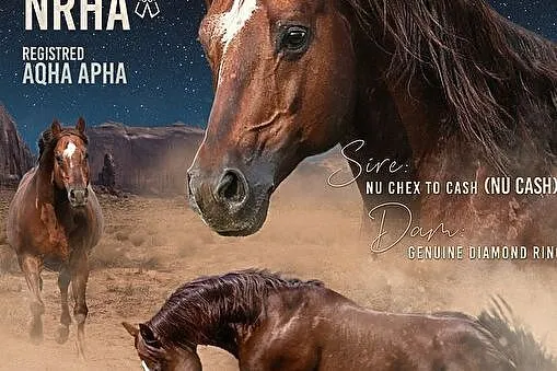 Stanówka AQH APH stanówka, , Prałkowce